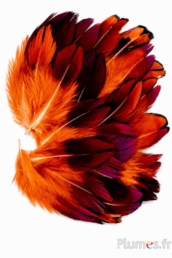 Fazant van Colchis - 3-5 cm - oranje
